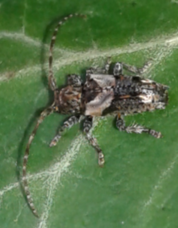 Cerambycidae: Pogonocherus hispidus? Sì